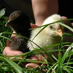 Bivanje na kmetiji Farm Rotovnik - Plesnik *