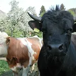 Bivanje na kmetiji Farm Rotovnik - Plesnik