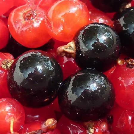 Farm Rotovnik - Plesnik *