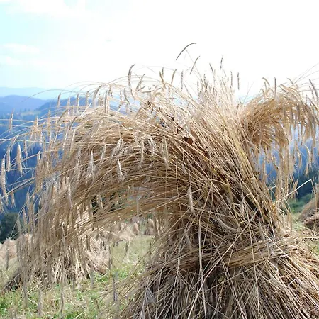 Farm Rotovnik - Plesnik