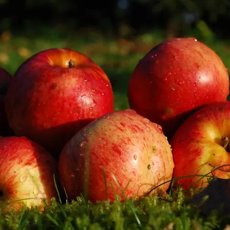 Farm Rotovnik - Plesnik