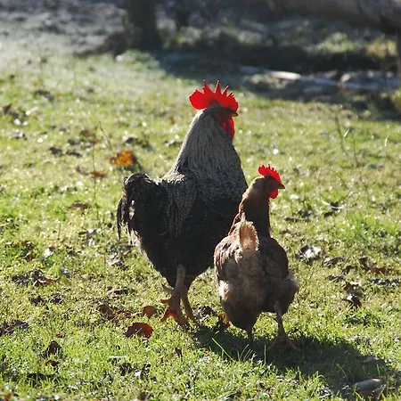 Séjour à la ferme Farm Rotovnik - Plesnik Slovenj Gradec