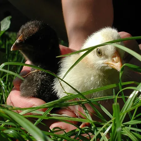 Bivanje na kmetiji Farm Rotovnik - Plesnik *