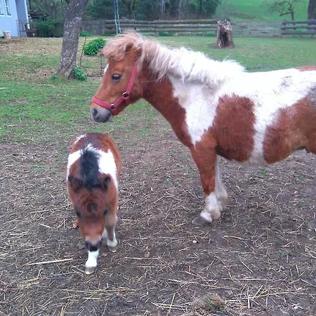 Farm Rotovnik - Plesnik سلوفينج غرادتس