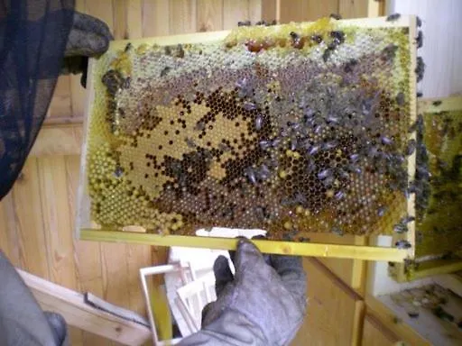 Farm Rotovnik - Plesnik * سلوفينج غرادتس