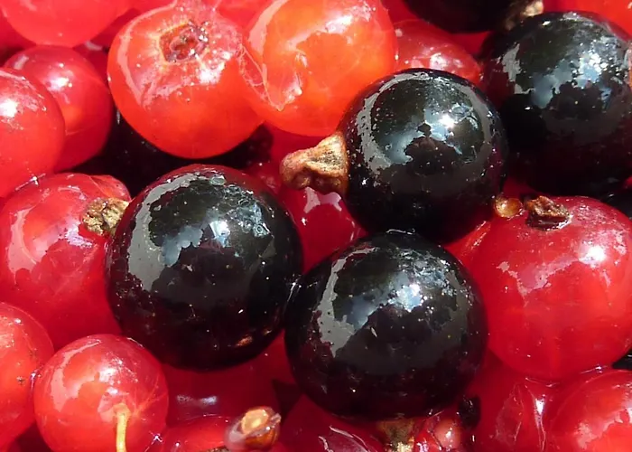 Farm Rotovnik - Plesnik *