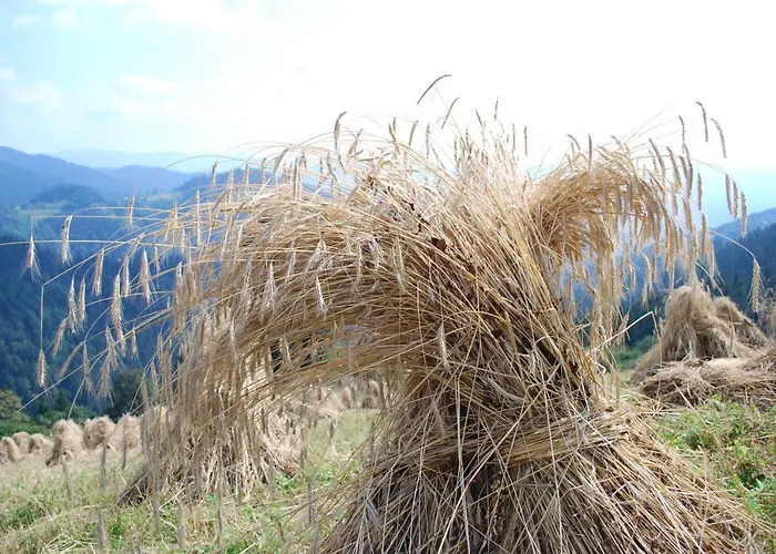 Farm Rotovnik - Plesnik