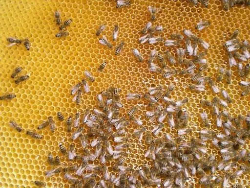 Farm Rotovnik - Plesnik *