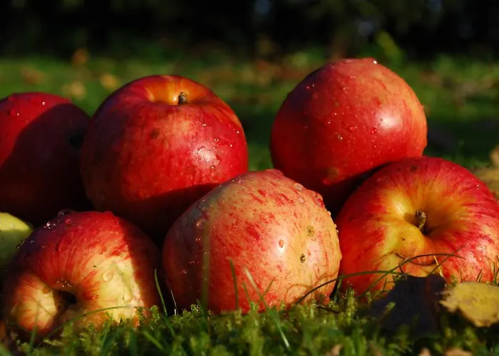 Farm Rotovnik - Plesnik