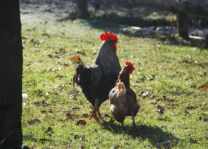 Alloggio per agriturismo Farm Rotovnik - Plesnik Slovenj Gradec
