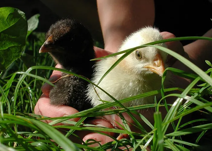 مزرعة للإقامة Farm Rotovnik - Plesnik *