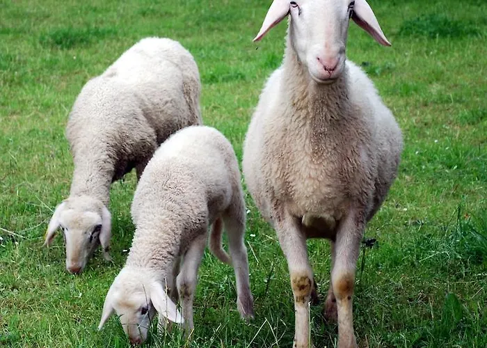 مزرعة للإقامة Farm Rotovnik - Plesnik *