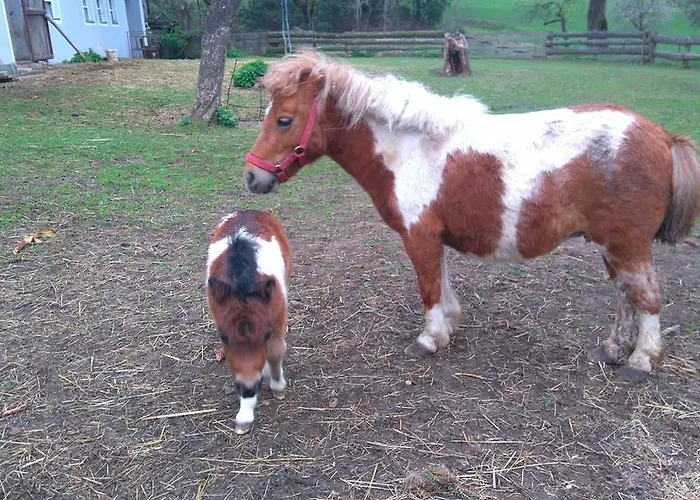 Farm Rotovnik - Plesnik Slovenj Gradec